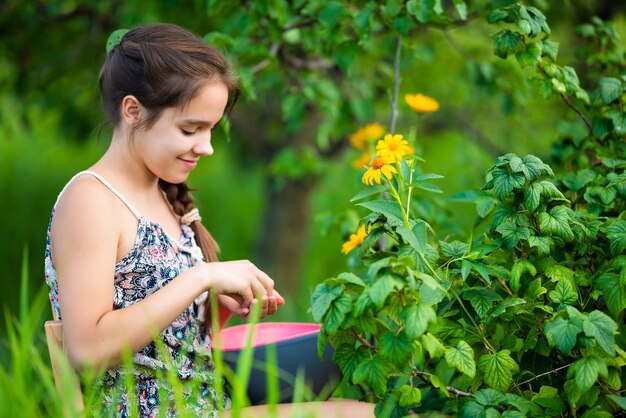 Junges Mädchen mit einem braunen Zopf pflückt frische Beeren von einem großen Busch