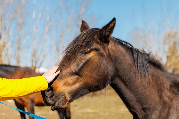 Junges Mädchen mit Pferd auf Ranch Nahaufnahme der Hand, die das Pferd füttert