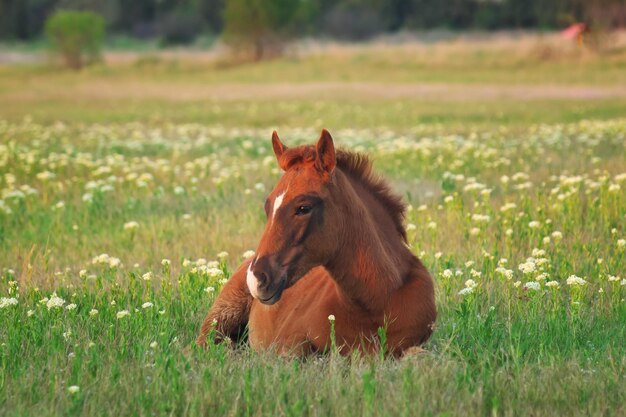 Junges Pferd auf der grünen Wiese