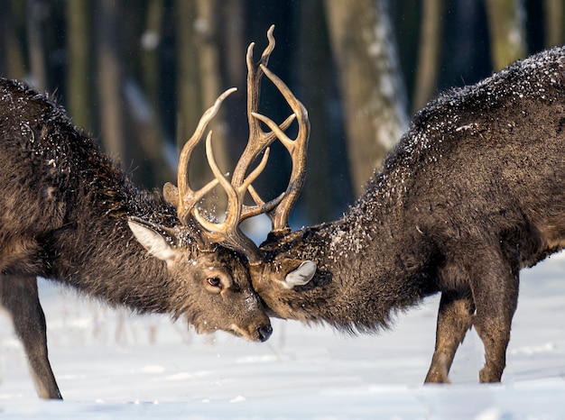 Junges Reh im Winterwald