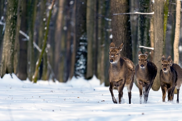 Junges Reh im Winterwald