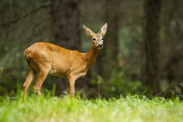 Junges Rehwildweibchen, das im Sommerwald steht.