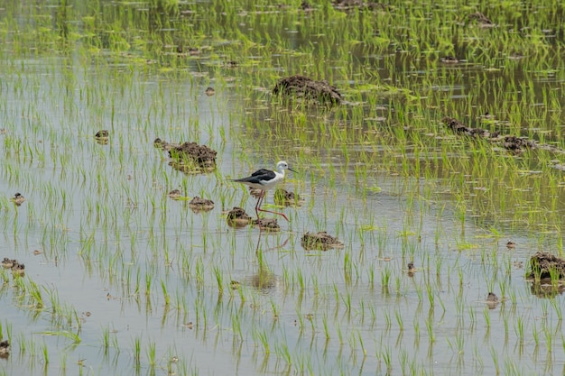 Junges Reisfeld der Plantage mit Vogelentdeckungsfütterung