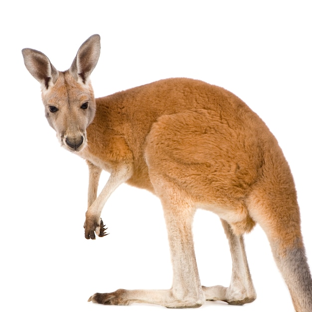 Junges rotes Känguru (9 Monate) - Macropus rufus isoliert