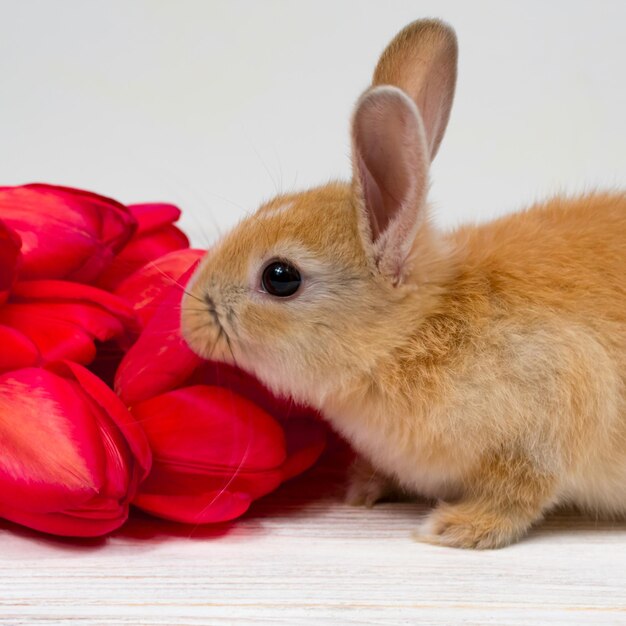 Junges rothaariges Kaninchen mit Tulpen auf weißem Hintergrund Nahaufnahme