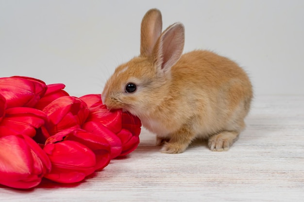 Junges rothaariges Kaninchen mit Tulpen auf weißem Hintergrund Ostern-Konzept