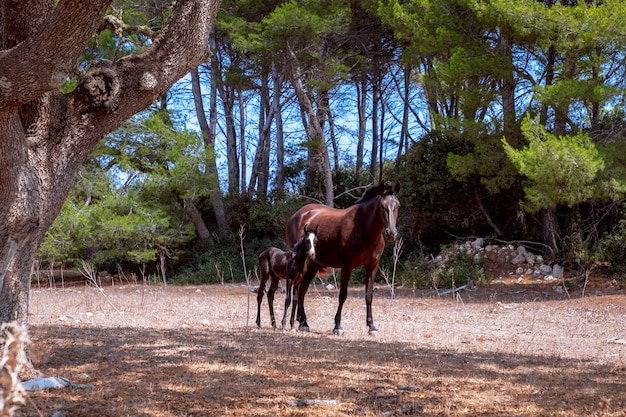 Junges schönes Fohlen mit seiner Mutter auf der Weide. Menorca, Spanien