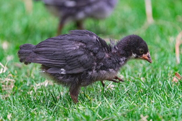 Foto junges schwarzes küken sucht nach nahrung in der grünen grasoberfläche