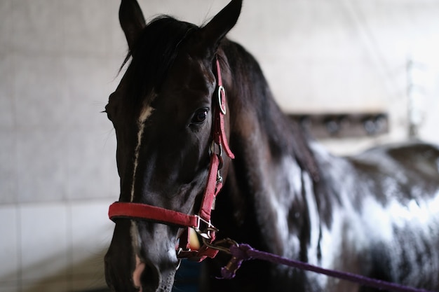 Junges schwarzes Pferd steht im Stall in Halfternahaufnahme