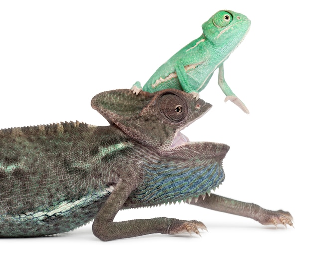 Junges verschleiertes Chamäleon, Chamaeleo calyptratus auf dem Kopf eines älteren