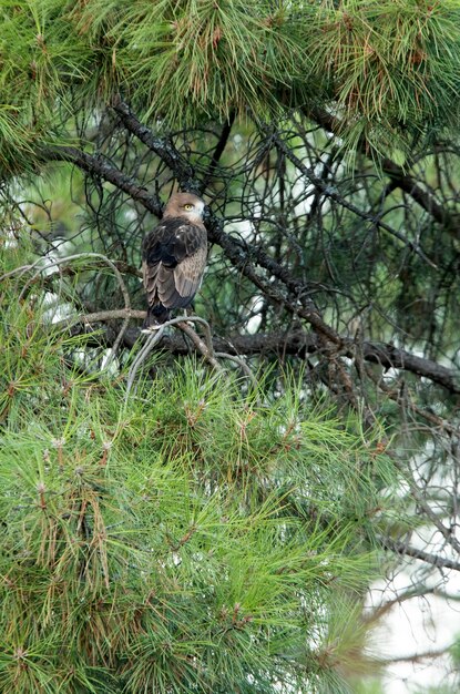 Foto junges weibchen von shorttoed eagle in einer kiefer mit dem ersten licht eines sonnigen tages