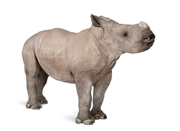 Junges weißes Nashorn oder eckiges Nashorn - Ceratotherium simum auf einem weißen isolierten