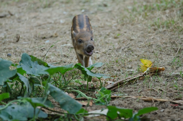 Junges wildes Schwein oder junges Wildschweinschweinchen