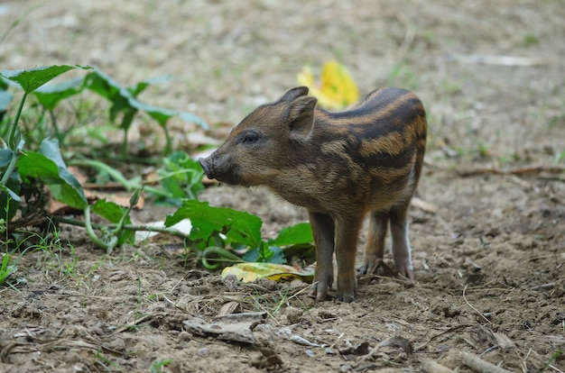 Foto junges wildes schwein oder junges wildschweinschweinchen