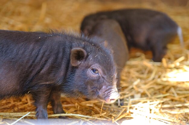 Junges Wildschwein, Sus scrofa. Kleine Ferkel auf Stroh. Gruppe neugeborener Schweinchen, die dicht beieinander stehen