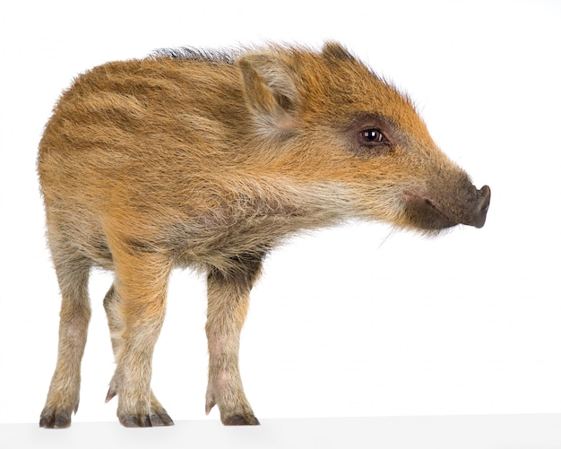 Foto junges wildschwein vor einem weißen hintergrund