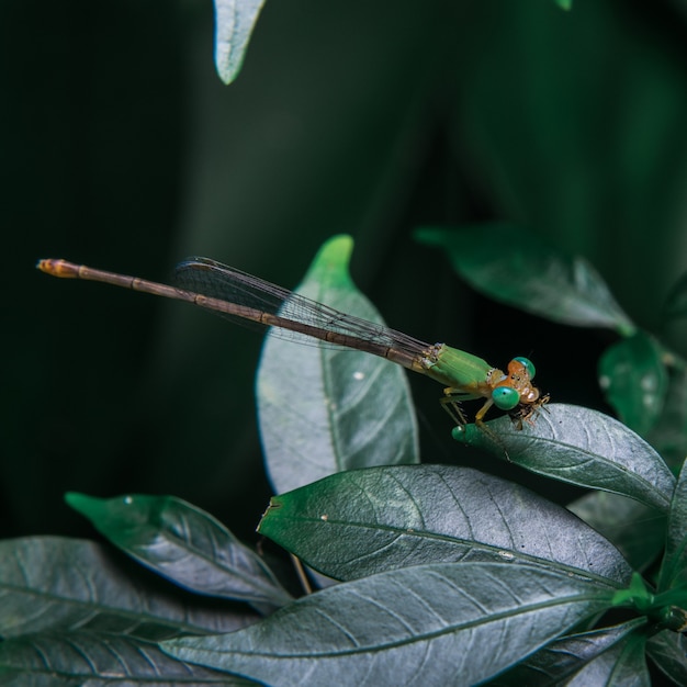 Jungfrau fliegt auf dem Blatt