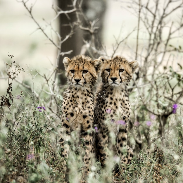 Junggeparden im Serengeti-Nationalpark