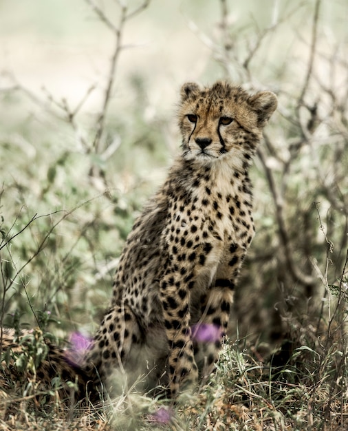 Junggeparden im Serengeti-Nationalpark