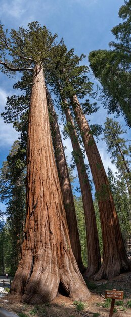 Junggeselle und drei Grazien Giant Sequoias Yosemite NP