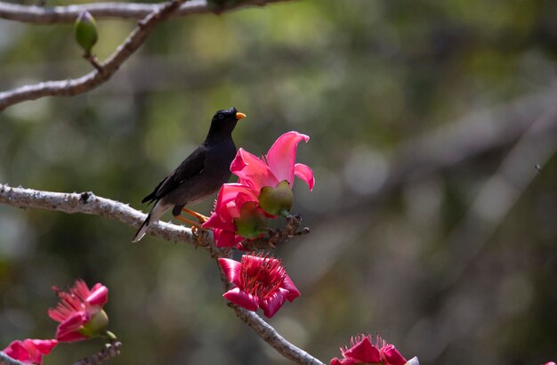 Jungla myna encaramada en la rama de un árbol con flores