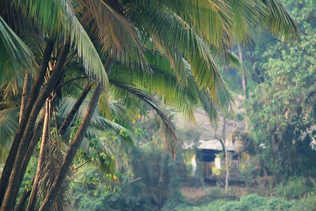 jungla de palmeras amarillas de otoño