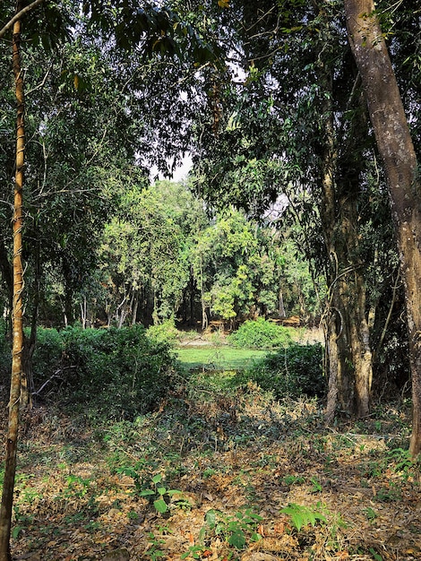 La jungla del sur de Laos