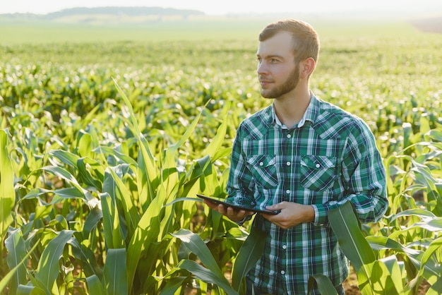 Junglandwirt inspiziert ein Feld mit grünem Mais. Landwirtschaftliche Industrie.