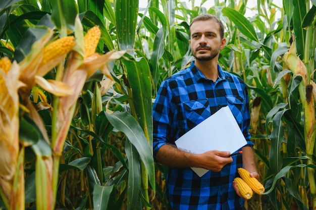 Junglandwirt untersucht Maissaatgut in Maisfeldern während der Ernte