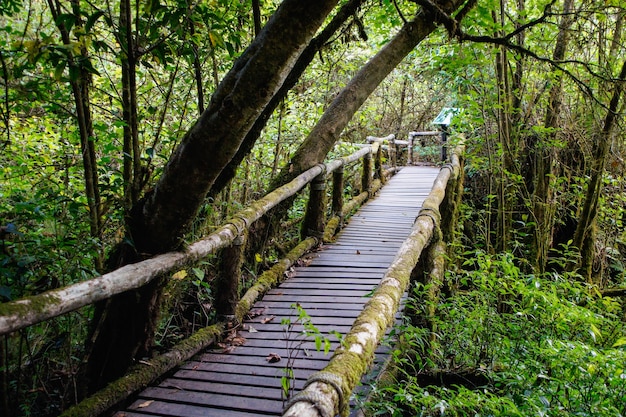 Jungle Brücke