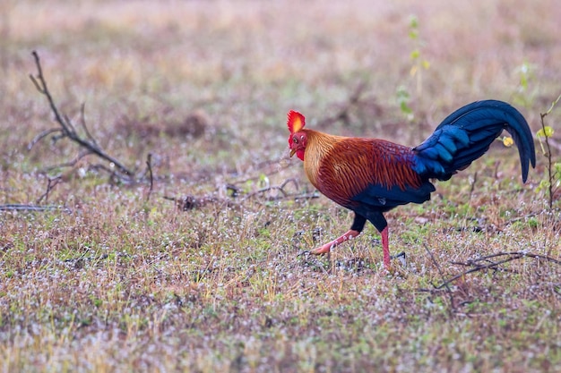 Junglefowl cingalês ou gallus lafayetii no sri lanka