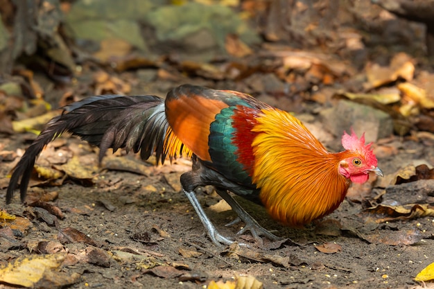 Foto junglefowl vermelho no anture