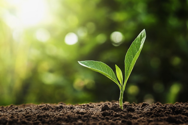 Jungpflanze, die mit Sonnenschein in der Natur wächst. Landwirtschaft und Earth Day-Konzept