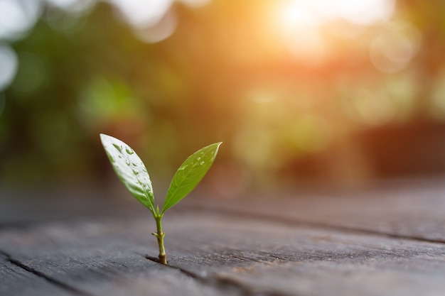 Jungpflanze, die morgens Licht mit grünem Natur bokeh Hintergrund wächst