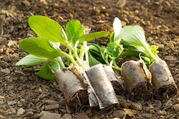 Jungpflanzen zur Aussaat. Landwirtschaft, landwirtschaftliches Konzept, biologische Eigenproduktion