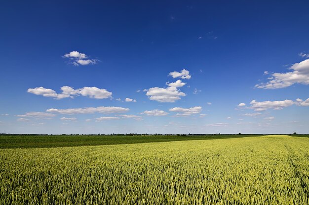 Jungweizen, grüne Weizensämlinge, die auf einem Feld wachsen