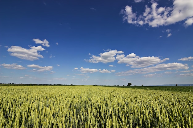 Jungweizen, grüne Weizensämlinge, die auf einem Feld wachsen