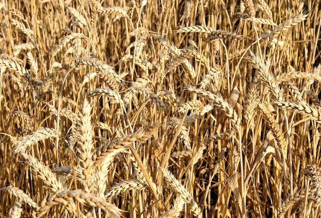 Jungweizen Weizenernte Ein Weizenfeld Weizen in Russland Ähren