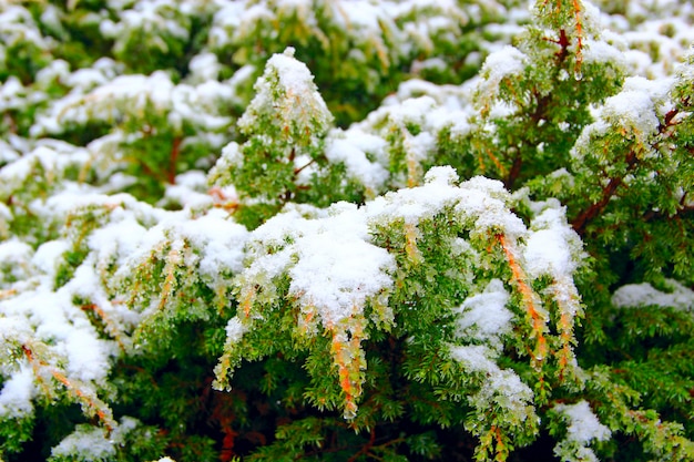 Juniper coberto de neve Inverno nas montanhas Tempo na floresta Juniper ramos cobertos de neve molhada