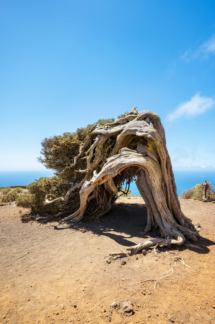 Foto junípero dobrado pelo vento em el hierro, nas ilhas canárias