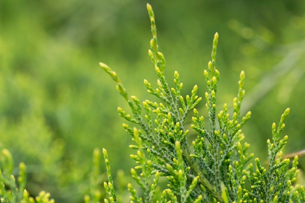 Juniperus chinensis Bonsai-Pflanze im selektiven Fokus des Gartens