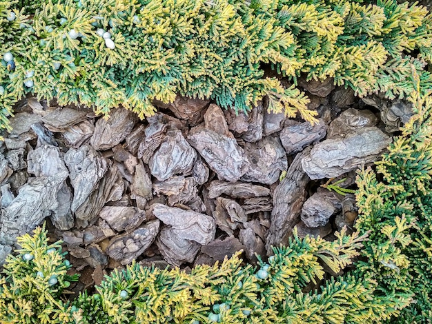 Foto juniperus horizontalis goldener teppich kriechender juniper juniper baumzweig textur nadel hintergrund