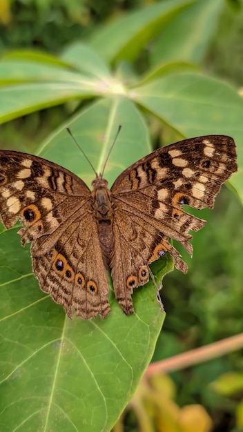 Junonia lemonias, la mariposa de limón nymphalid sissy que se encuentra comúnmente en Camboya y el sur de Asia