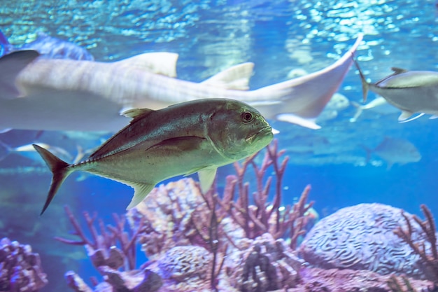 El jurel gigante (Caranx ignobilis), también conocido como el jurel humilde, jurel de barrera, jurel gigante o ulua