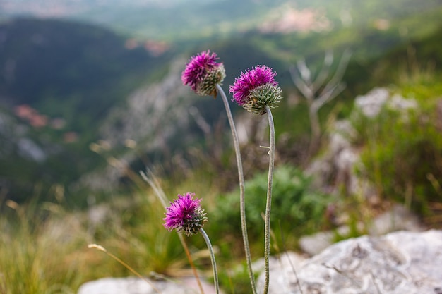 Foto jurinea mollis blume in italienischer sprache namens cardo del carso