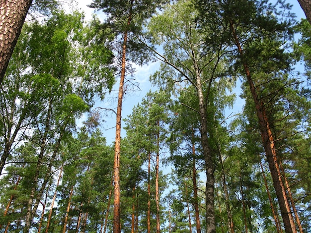 Jurmala dzintari são aldeias na costa do báltico, letônia