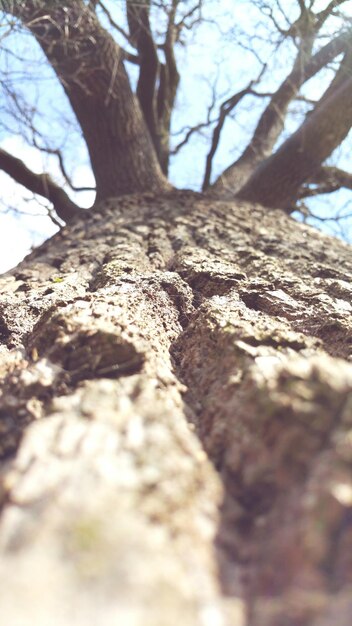 Foto justo debajo de la corteza del árbol