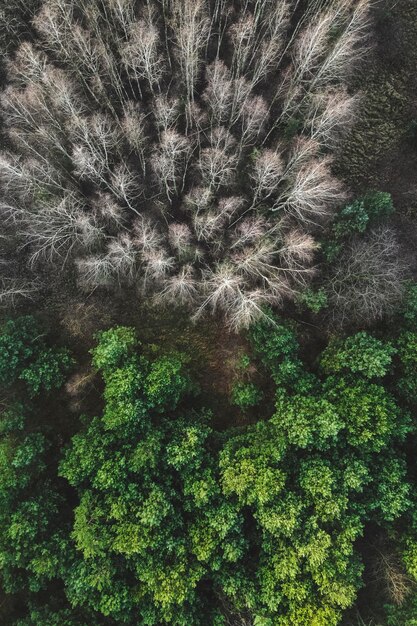 Foto justo por encima de la toma de los árboles en el bosque