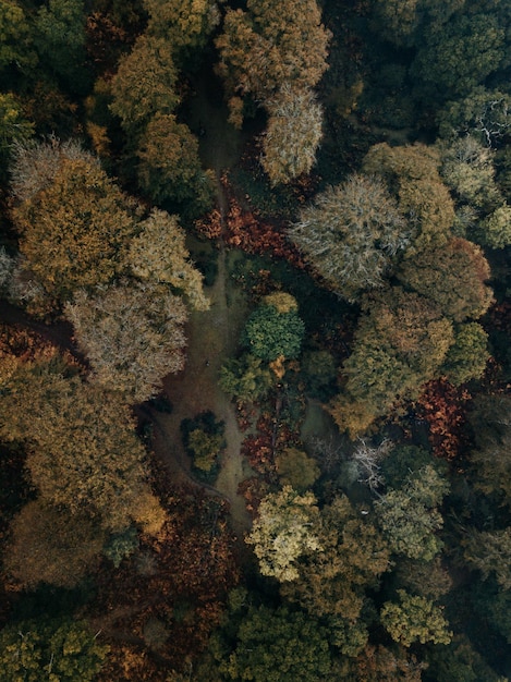 Foto justo por encima de la toma de los árboles en el bosque