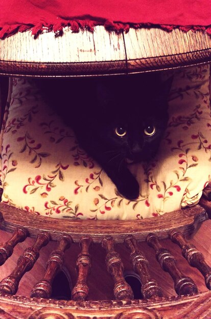 Justo por encima de la toma del gato negro en la silla debajo de la mesa